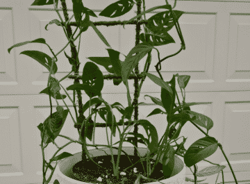 monstera adansonii in a pot growing up a trellace
