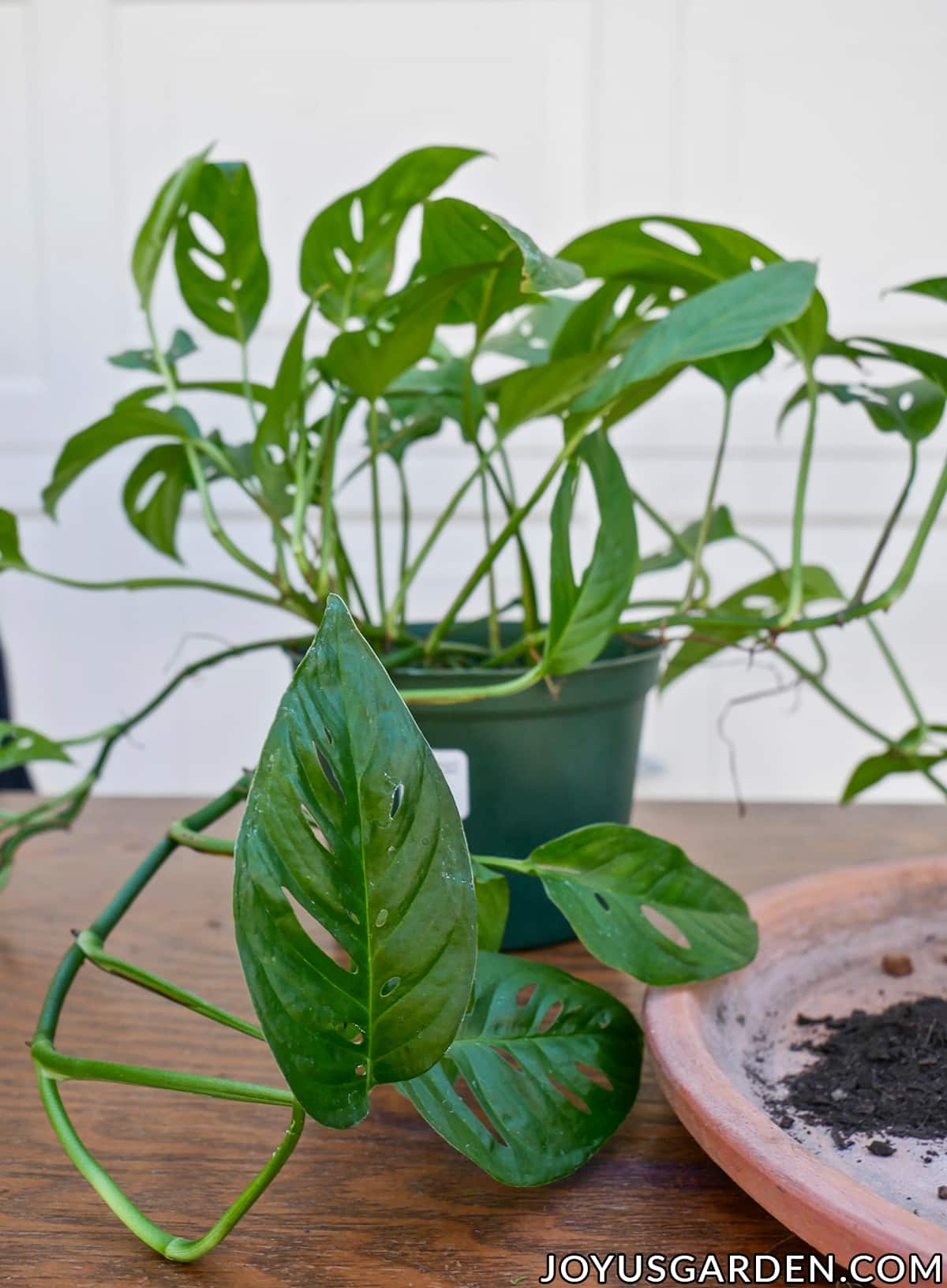 Monstera Adansonii Care: Growing A Swiss Cheese Vine (2024)