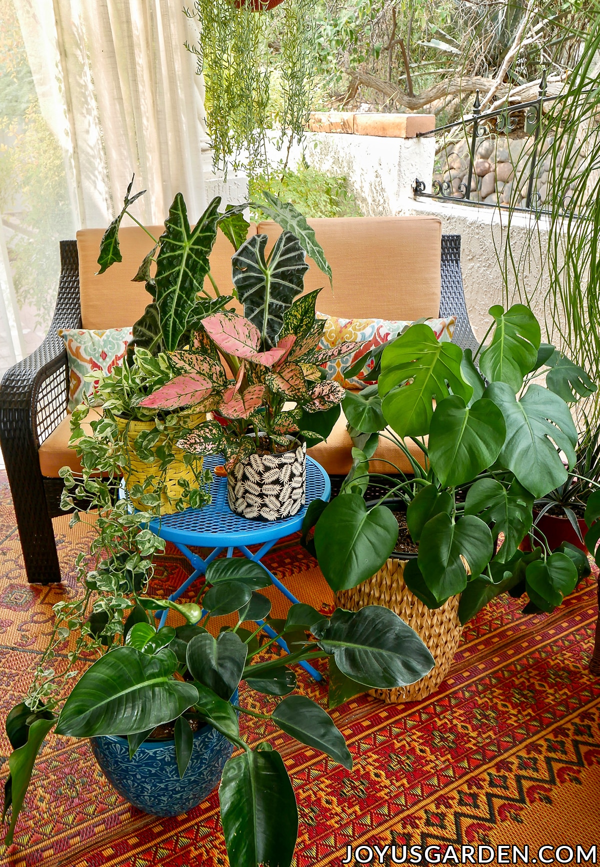 An african mask plant pothos enjoy pink aglaonema philodendron congo & monstera deliciosa are arranged on a patio.