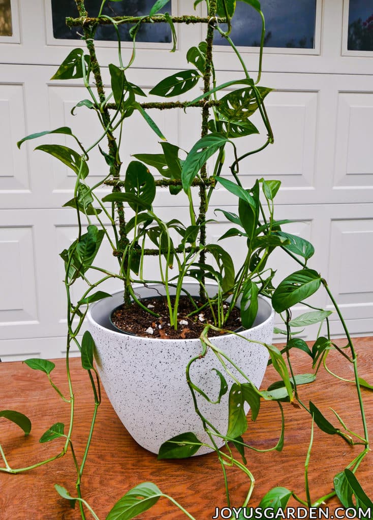 close up of a monstera adansonii swiss cheese vine growing up a moss trellis