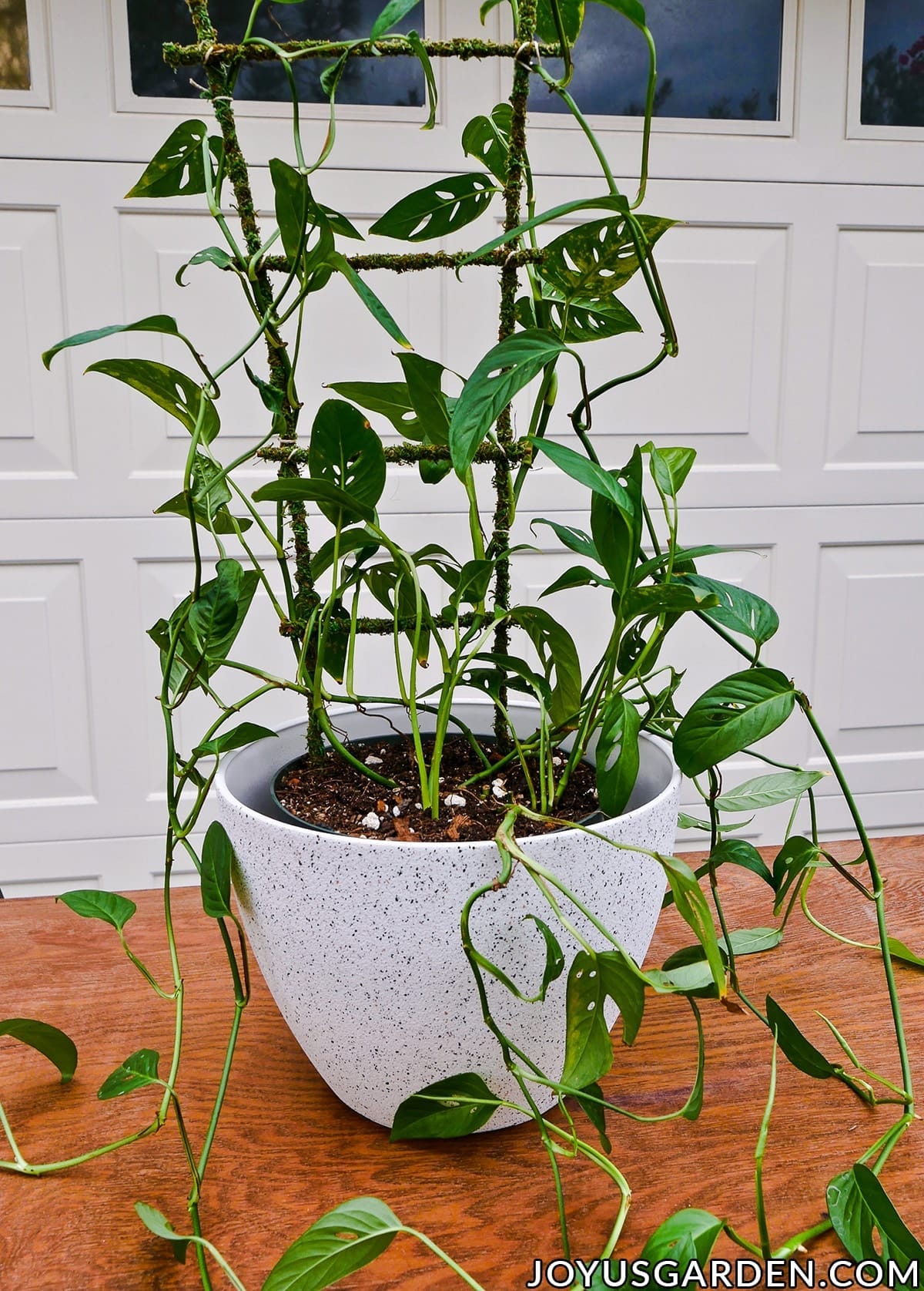 Monstera Adansonii Care Growing A Swiss Cheese Vine (2024)