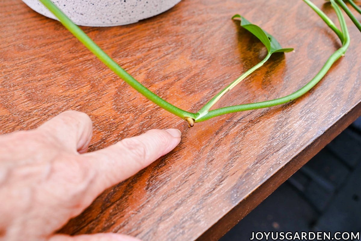 A finger points at a leaf node of a monstera adansonii swiss cheese vine.