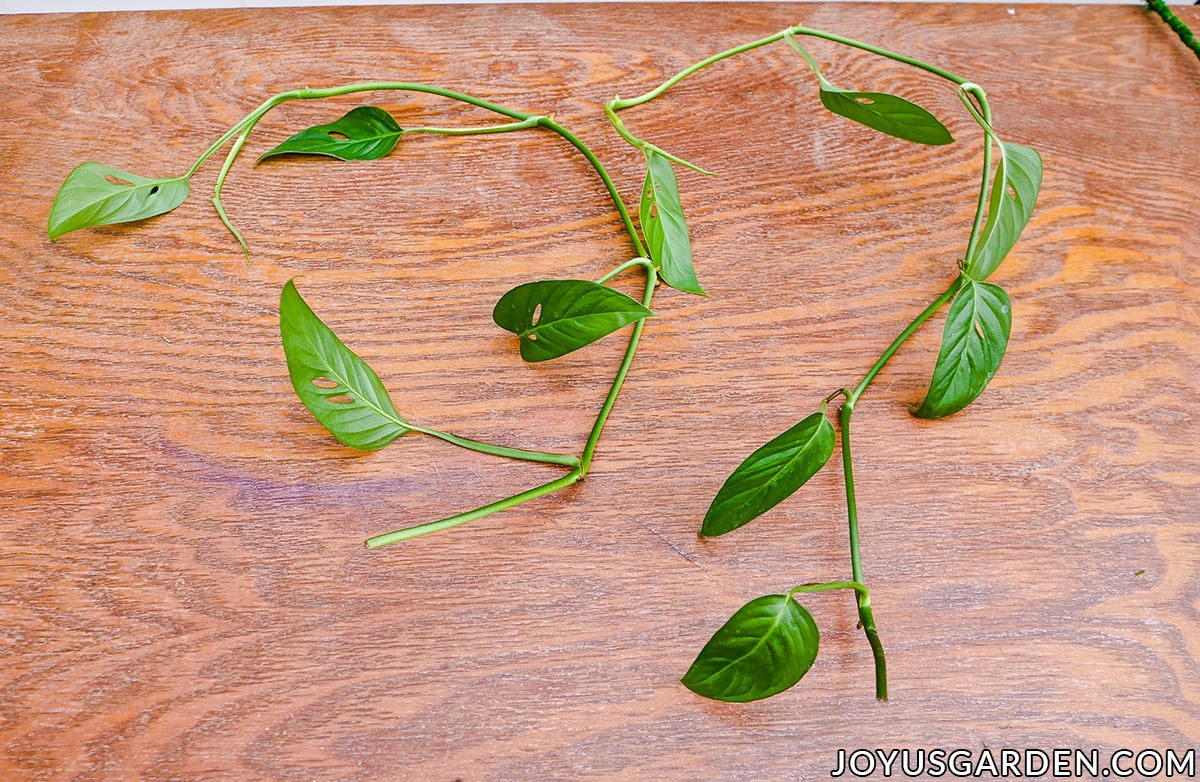Two long monstera adansonii swiss cheese vine cuttings sit on a table.