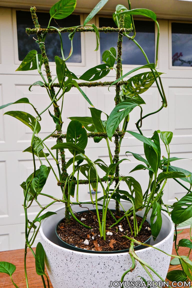 Monstera Adansonii Care: Swiss Cheese Vine Growing Tips