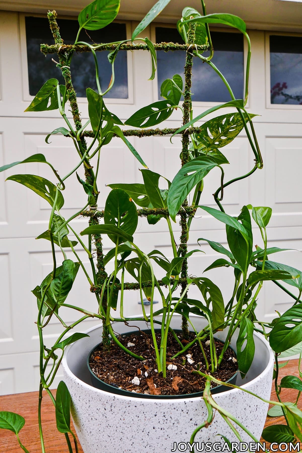 monstera-adansonii-care-growing-a-swiss-cheese-vine-2023