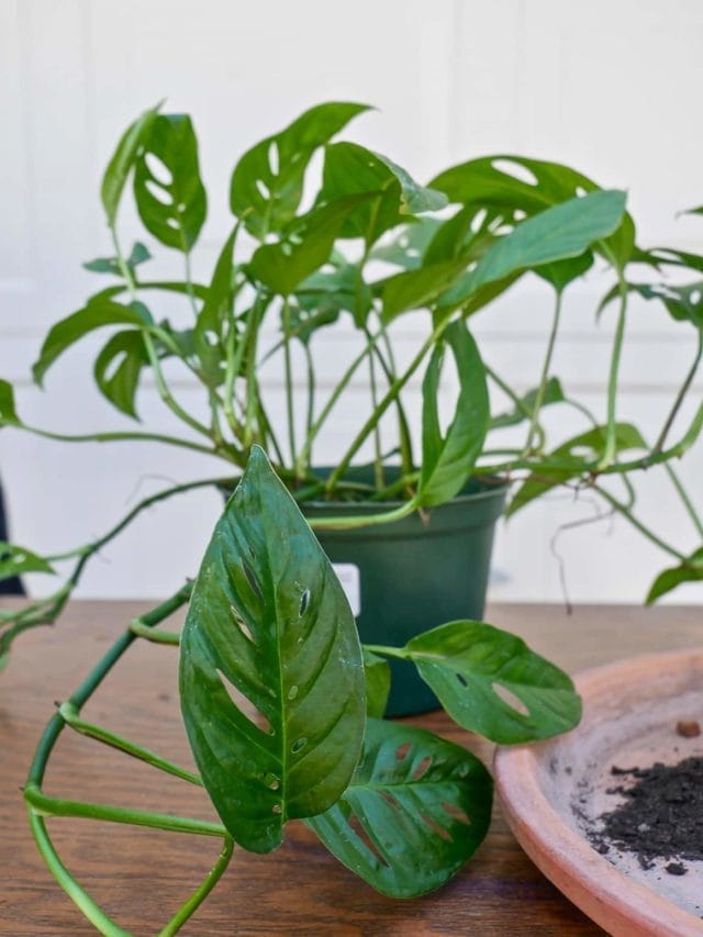 Caring For Monstera Adansonii (Swiss Cheese Plant)