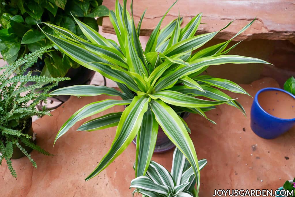 a vibrant dracaena lemon lime sits on the floor of a greenhouse with other small plants