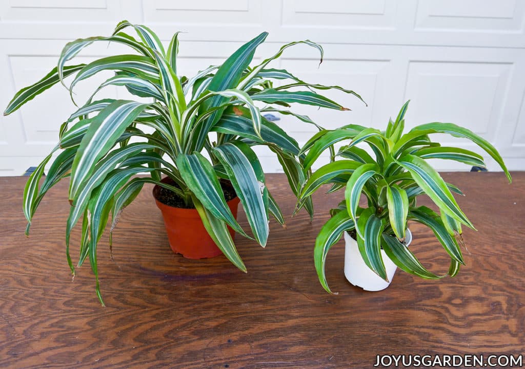 a dracaena lemon lime in a 6" pot sits next to a dracaena lemon surprise in a 4" pot