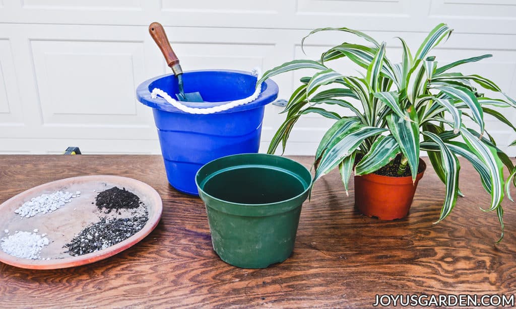 materials used for repotting a dracaena lemon lime sit on a work table