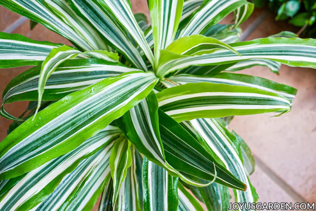 looking down on the vibrant chartreuse new growth of a dracaena lemon lime