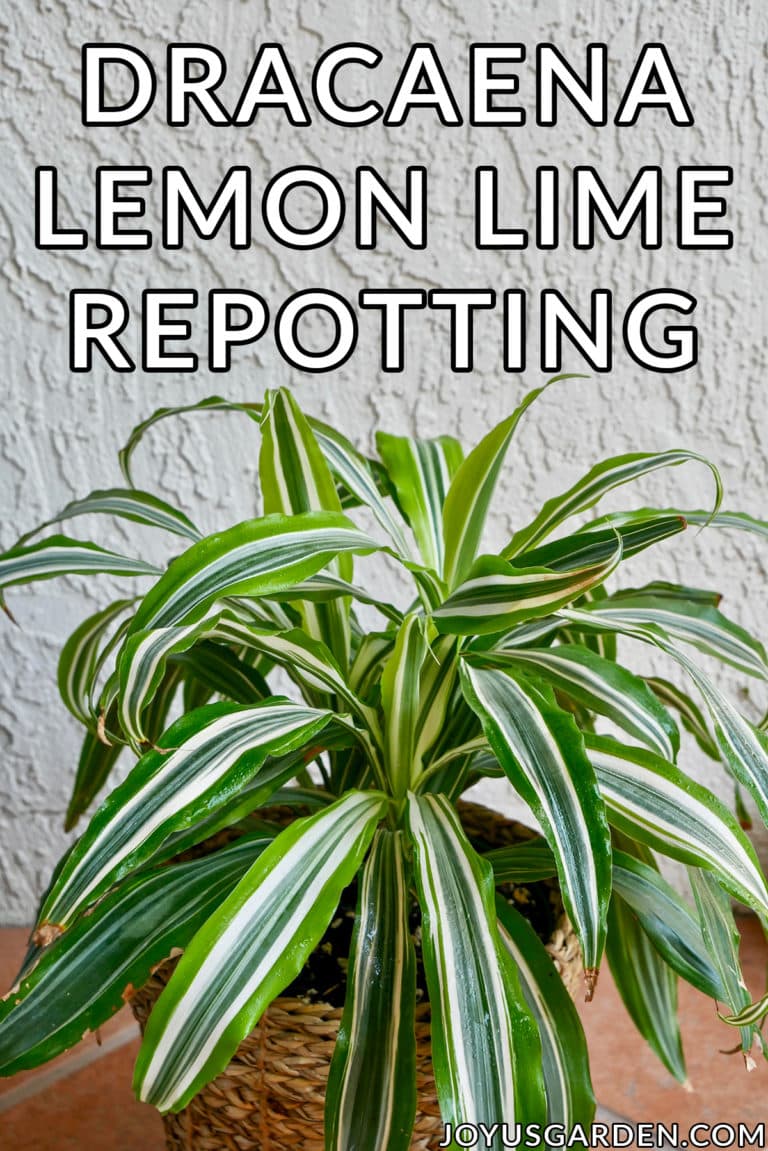 Dracaena Lemon Lime Repotting: The Mix To Use & Steps  To Take