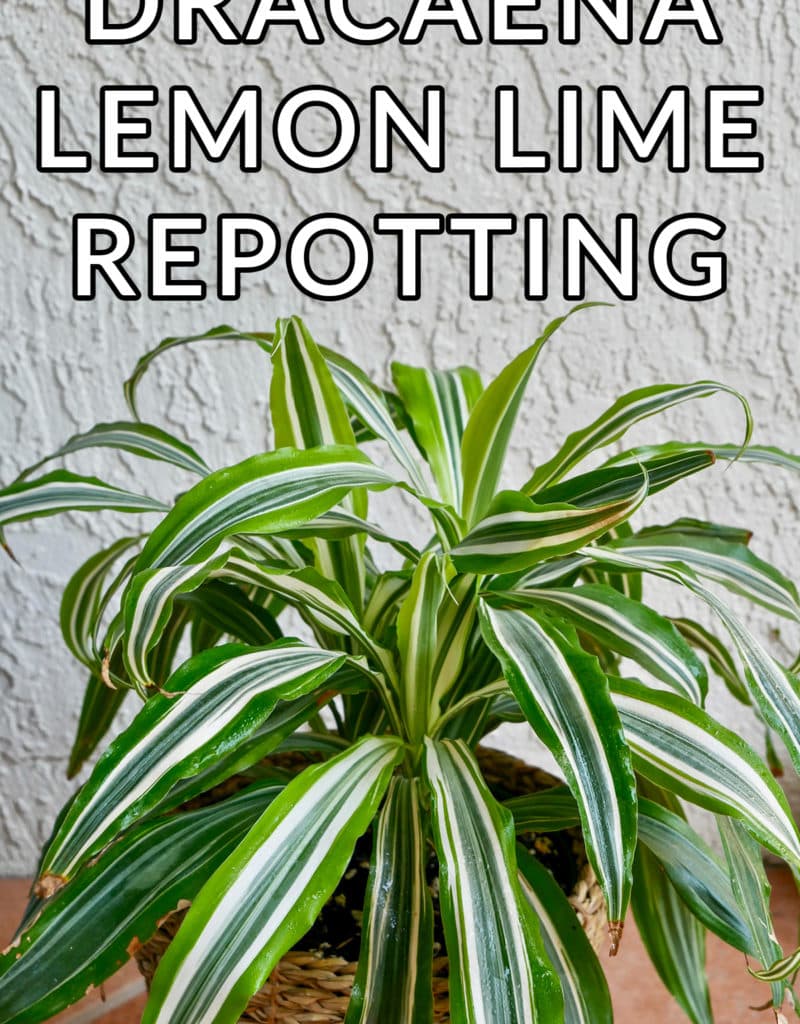 looking down on a small dracaena lemon lime the text reads repotting dracaena lemon lime