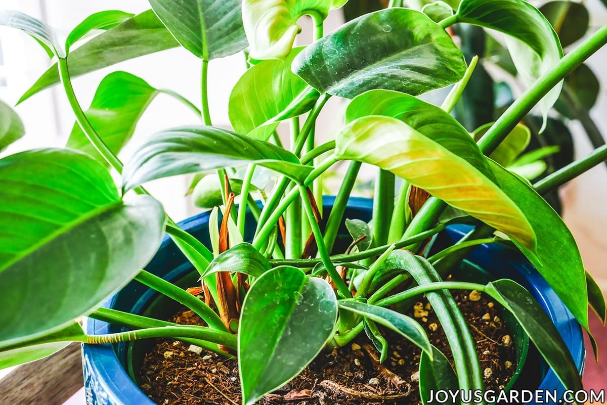 Philodendron Congo Repotting with Soil Mix Joy Us Garden