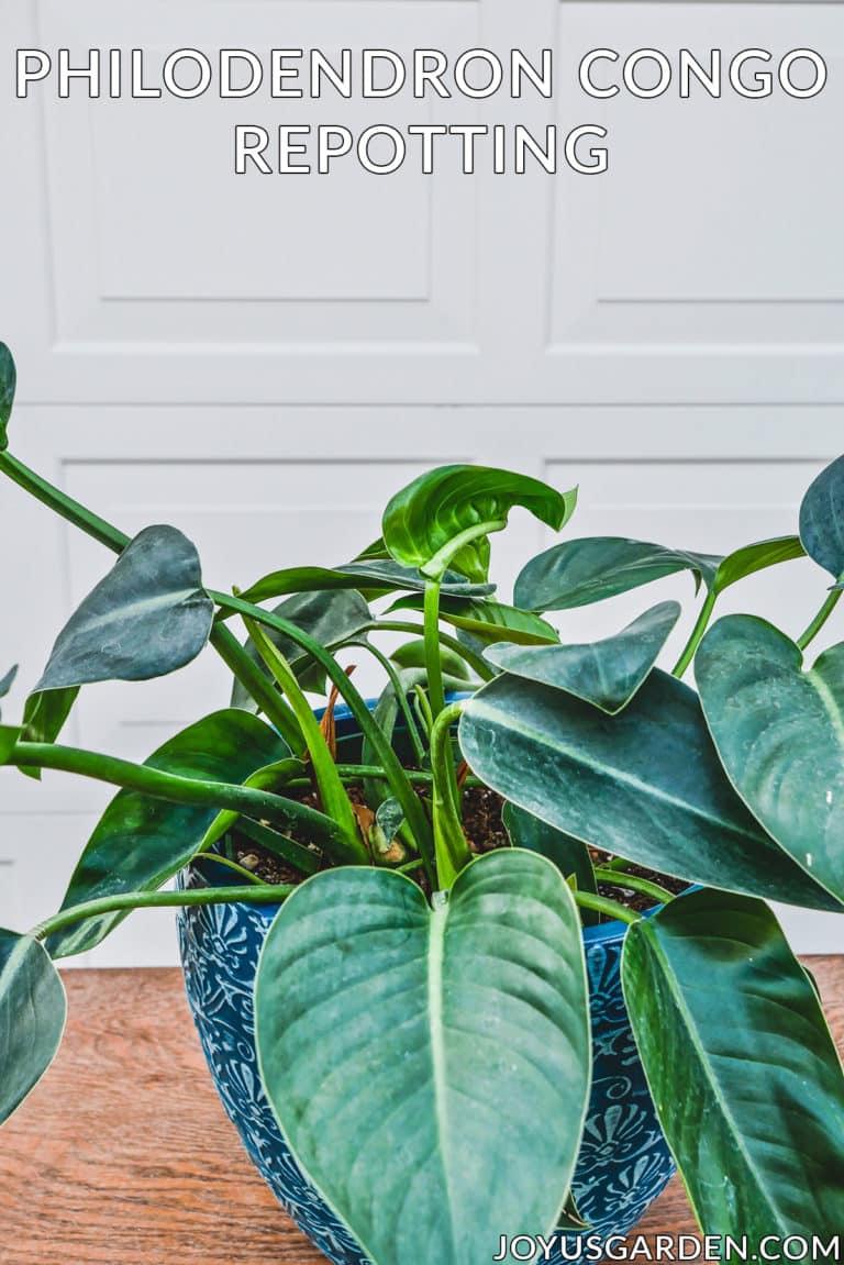 Philodendron Congo Repotting: The Steps To Take & Mix To Use