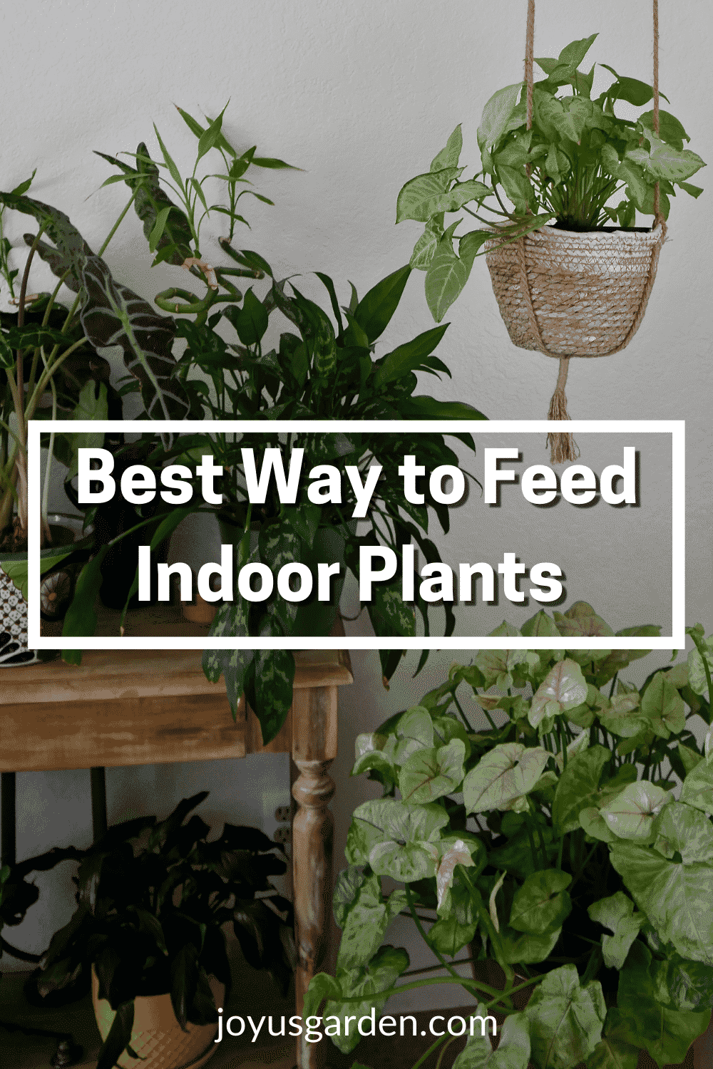 indoor plants