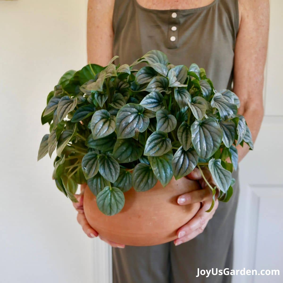 a woman holds a peperomia caperata ripple peperomia in a clay pot