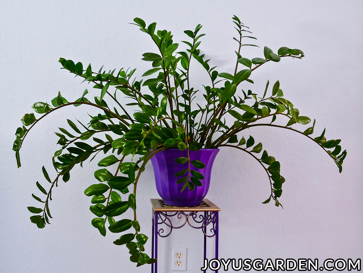a large zz plant in a purple pot sits on a plant stand