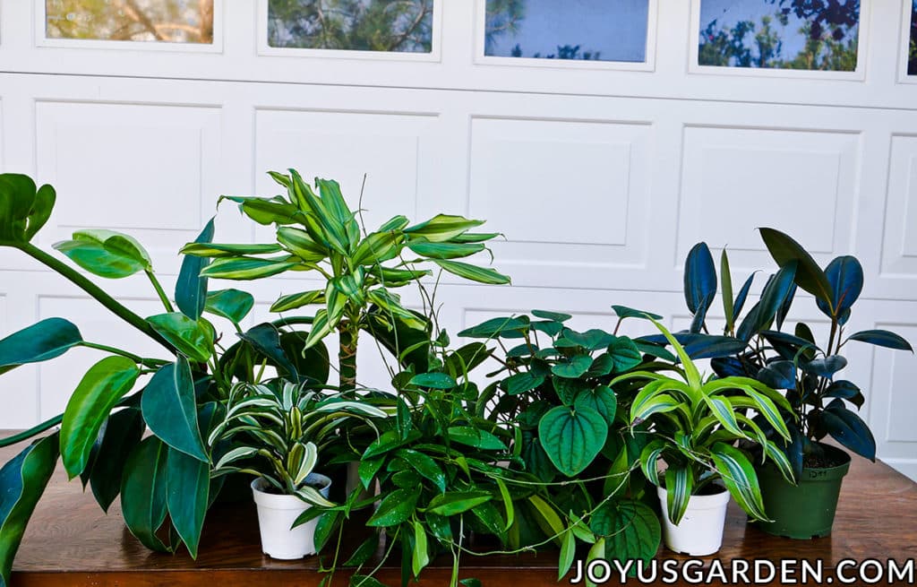 many different houseplants sit on a work table in front of a garage