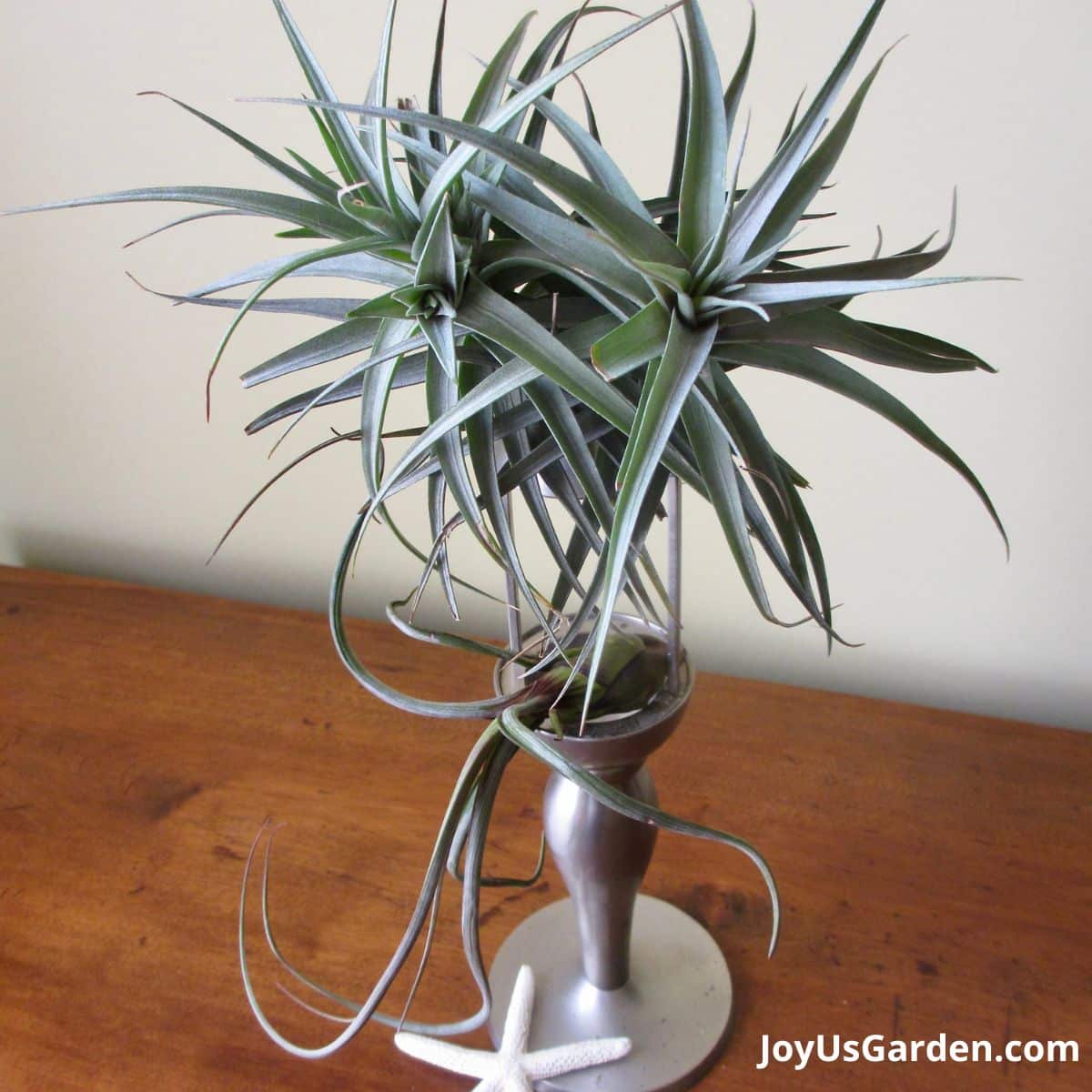 a air plants sit on top of a pewter candlestick with a starfish at the base