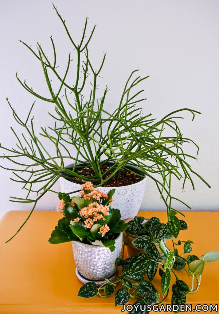 3 indoor plants sit on a yellow table