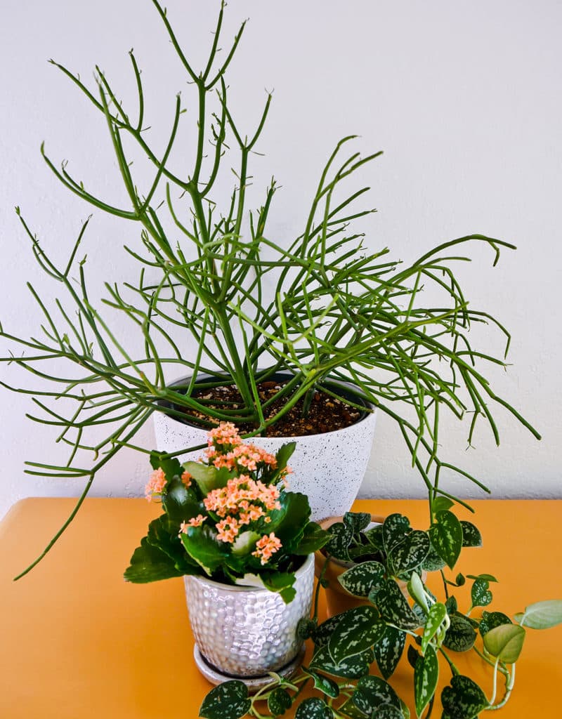 3 indoor plants sit on a yellow table