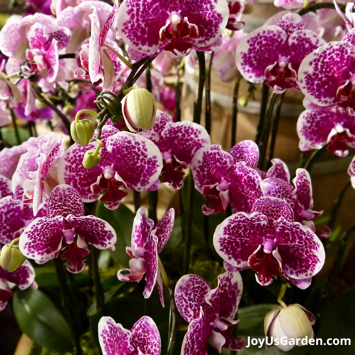 close up of beautiful phalaenopsis orchids with plum & white flowers
