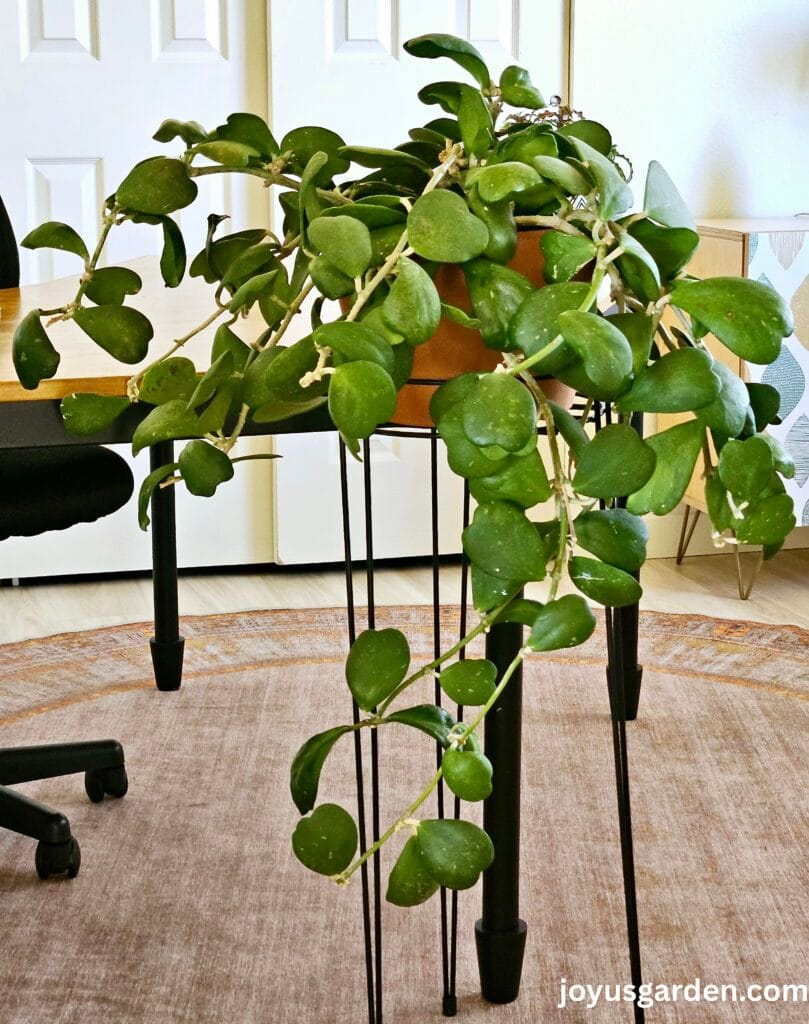 A large sweetheart hoya in a terra cotta pot on a plant stand grows in fron of a desk.