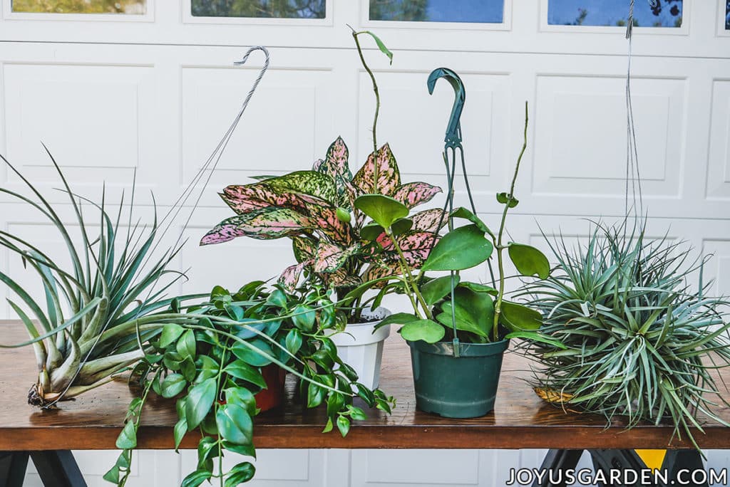 3 houseplants plus 2 large air plants sit on a work table