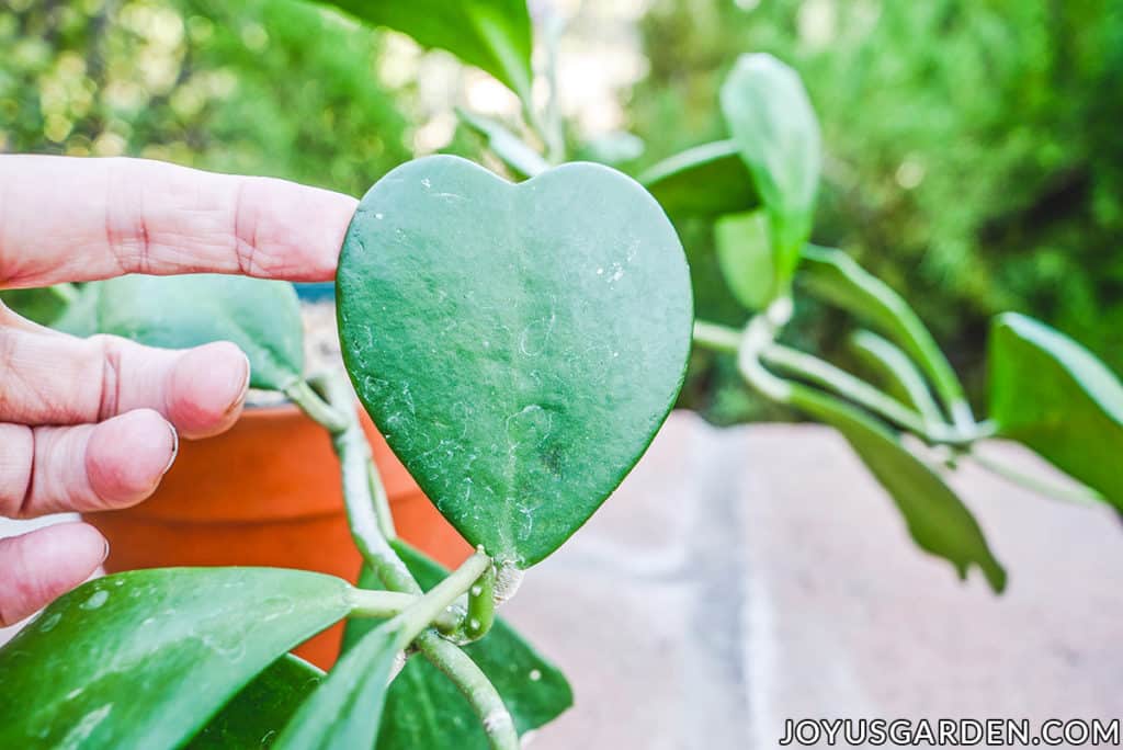 a hand holds the heart shaped leaf of a sweetheart hoya hoya kerrii