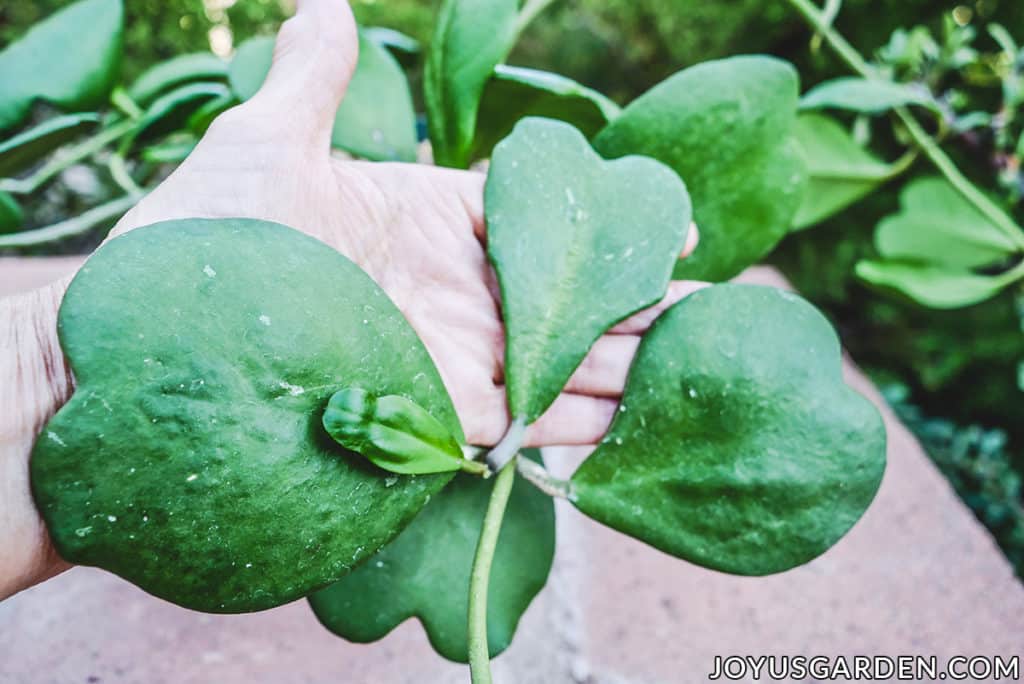 a hand holds 4 sweetheart hoya hoya kerrii leaves