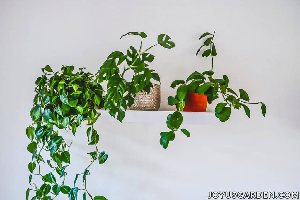 3 houseplants sit on a floating shelf against a white wall