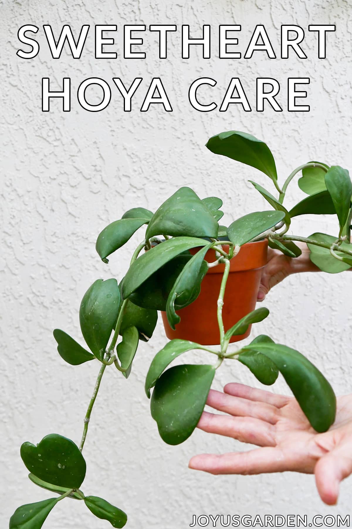 a hand holds a hoya kerrii plant the text reads sweetheart hoya care