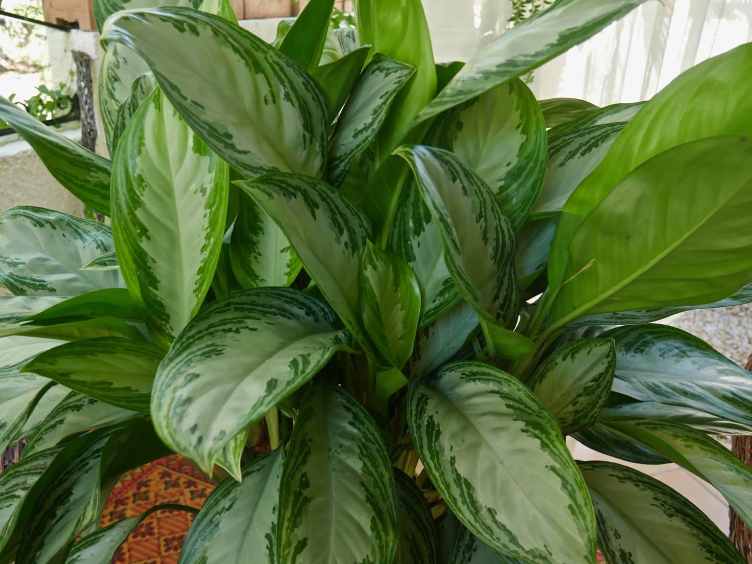 10 Best Low Light Indoor Plants That Are Easy To Care For 10-best-low-light-indoor-plants-that-are-easy-to-care-for