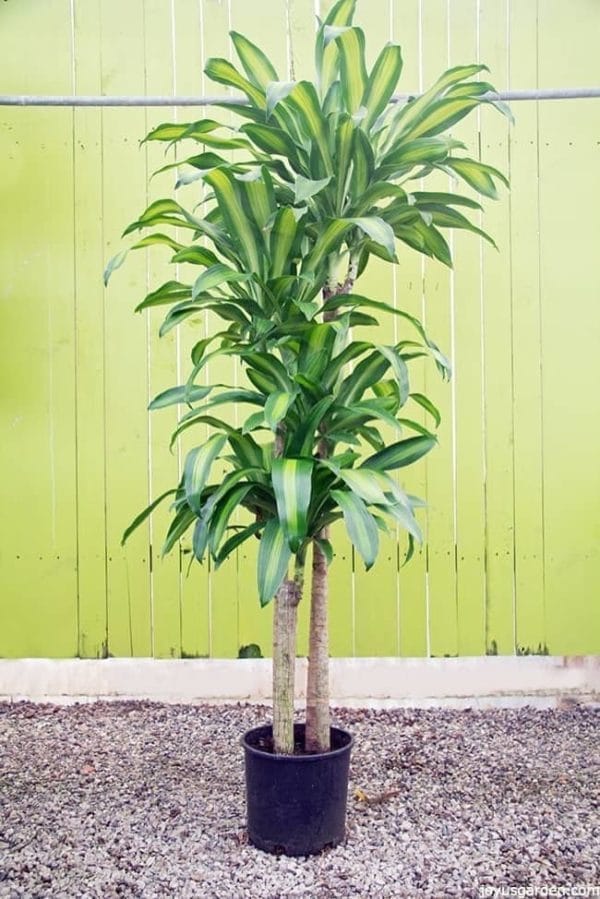 Best low-light indoor plants