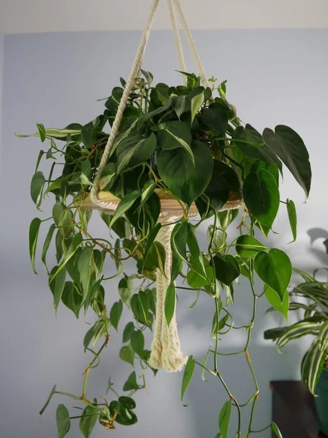 Philodendron Brasil Care Guide