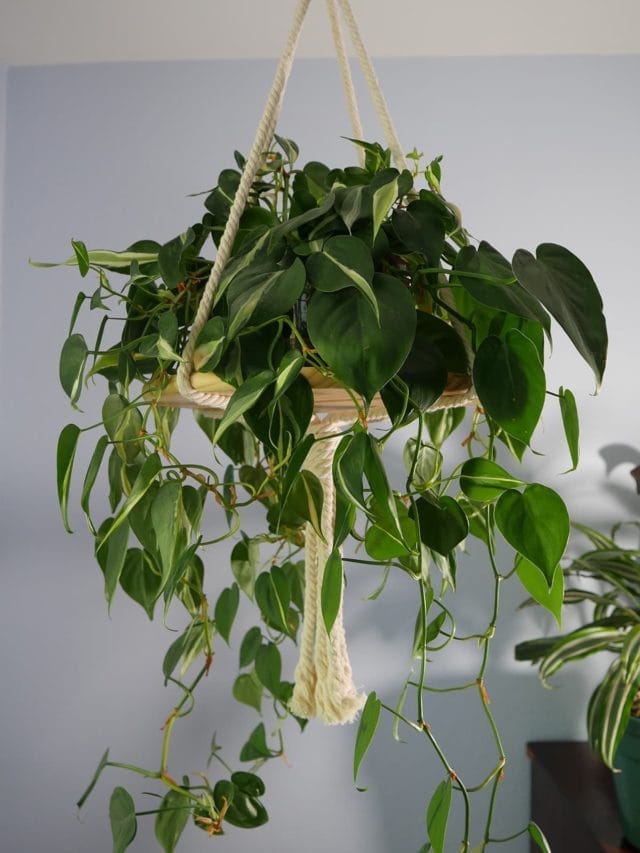 Philodendron Brasil Care: An Easy Care Houseplant