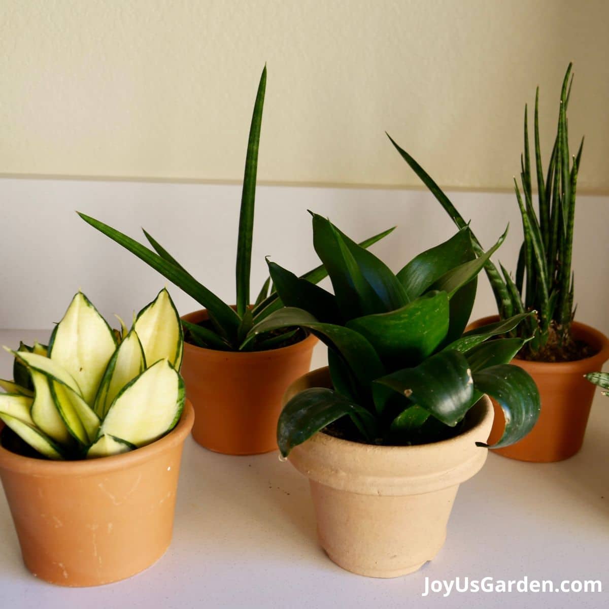 four different types of snake plants growing indoor in terracotta clay pots