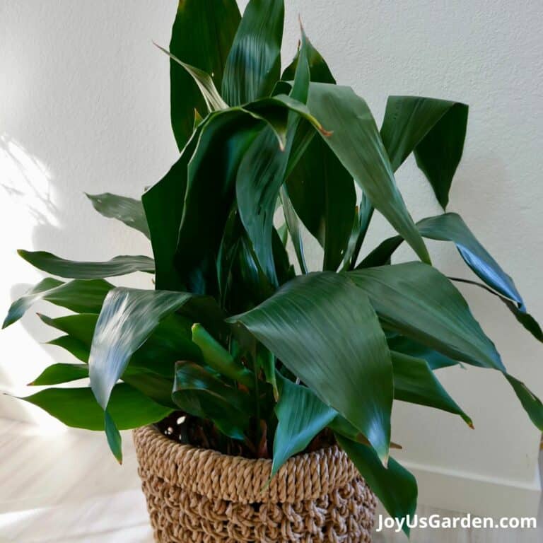 10 Best Low Light Indoor Plants (Easy Care & Low Maintenance)