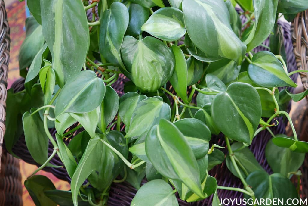 close up  of the chartreuse & green variegated foliage of a philodendron brasil houseplant