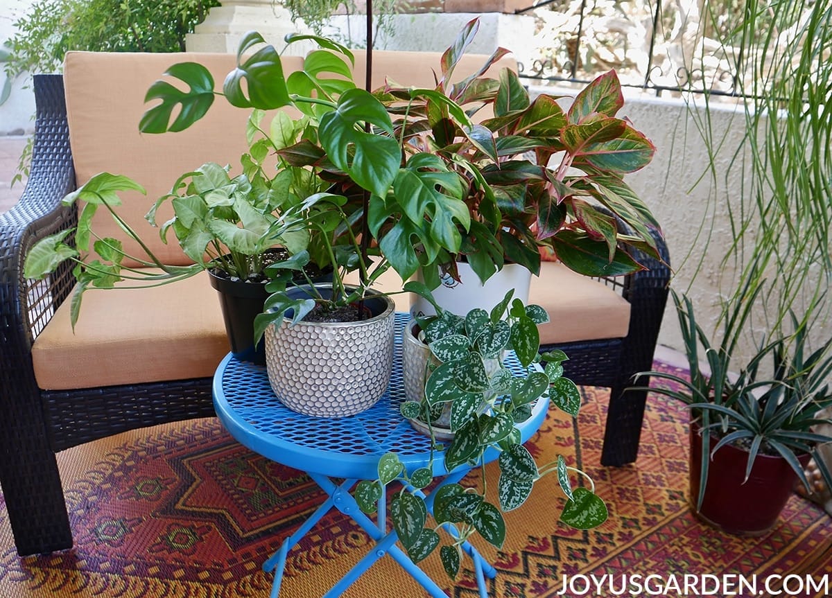 Monstera minima satin pothos arrowhead vine & agalonema siam houseplants sit on a blue patio table.