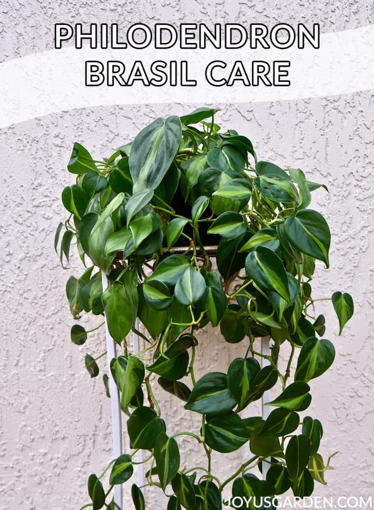 Philodendron Brasil Care: An Easy Trailing Houseplant