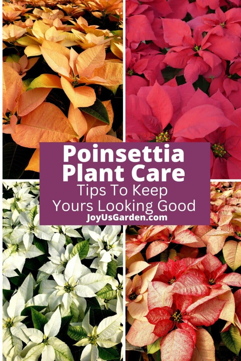 Poinsettia Plant Care: Tips to Keep Yours Looking Good