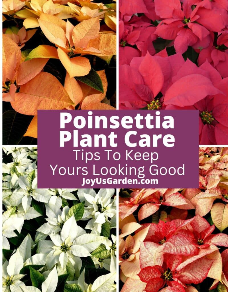 a collage of 4 photos of different colored poinsettias orange, red, white, & pink/white the text reads poinsettia plant care tips to keep yours looking good joyusgarden.com