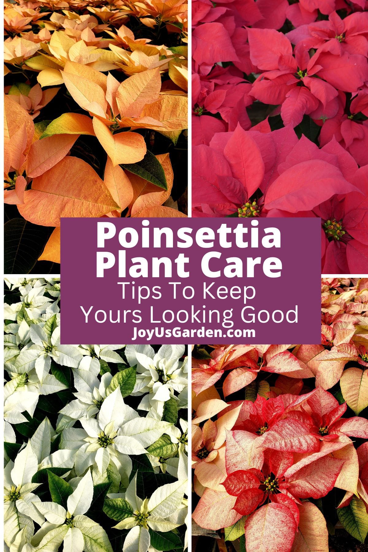 Poinsettia Plant Care Keep Yours Looking Good