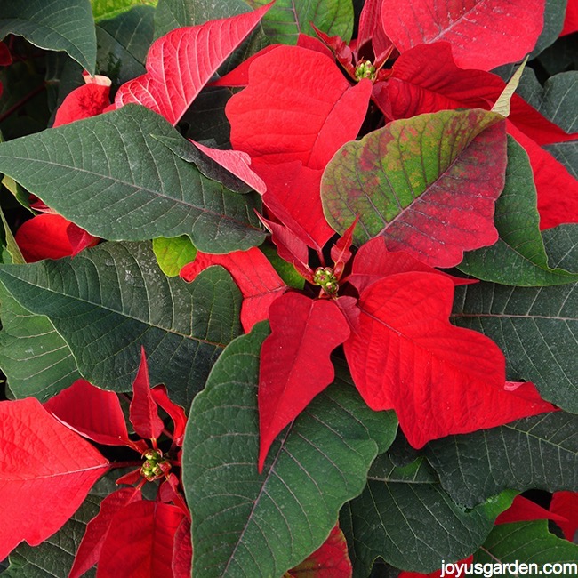 close up of the flowers of red poinsettia plants