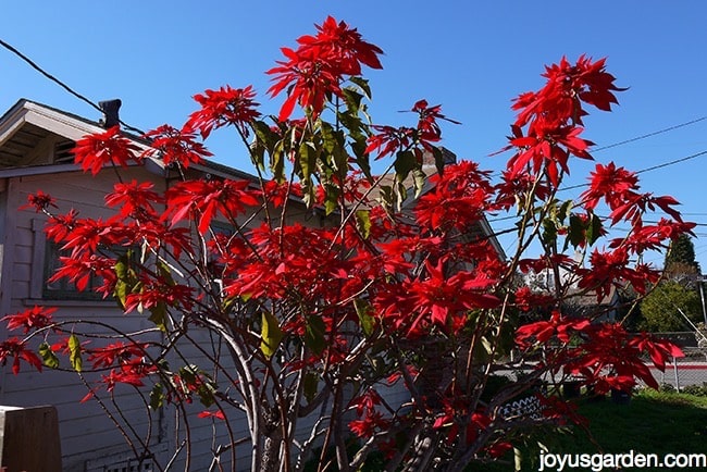 a tall, leggy red poinsettia plant growing in a garden in santa barbara, ca 