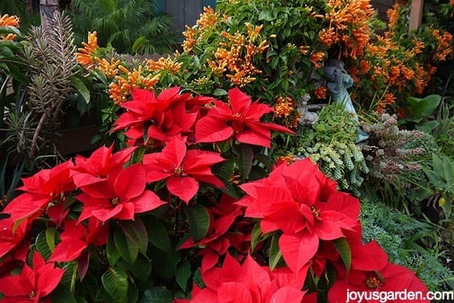 una gran planta de flor de pascua roja crece al aire libre con suculentas una vid con flores naranjas