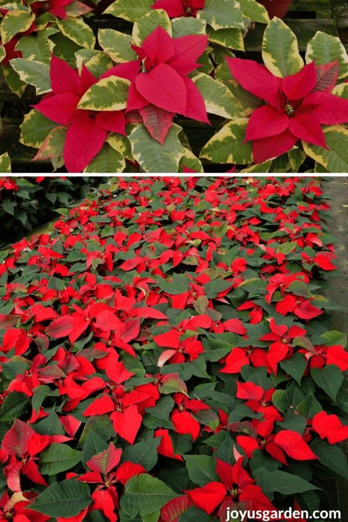 uma colagem de 2 fotos com vermelho sólido poinsettias vermelho poinsettias com folhagem variegada