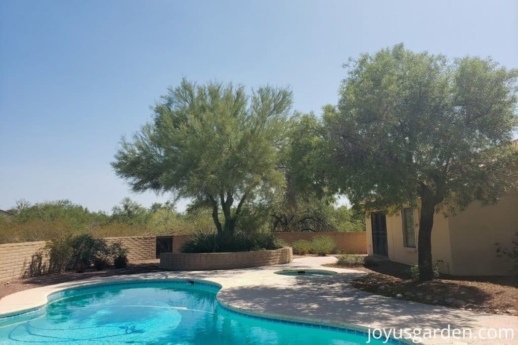 a pool in tucson az with trees & plants in the background