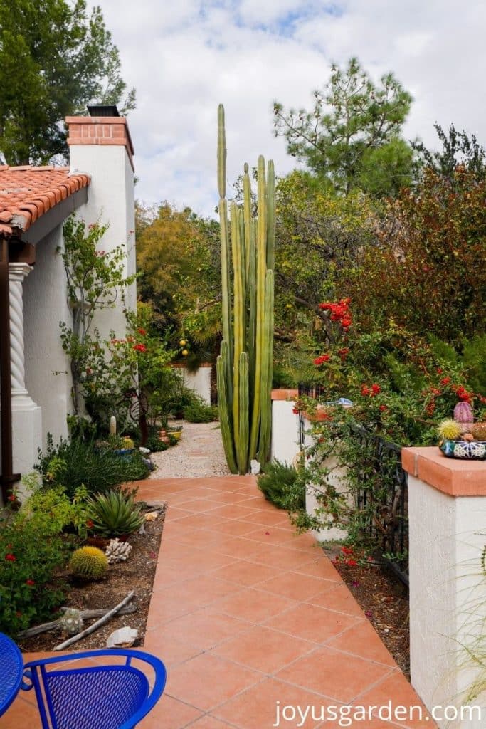 looking at a desert patio garden with a 19' mexican fence post cactus as the focal point